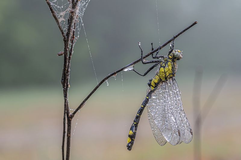Утренний душь стрекозки.  фото превью