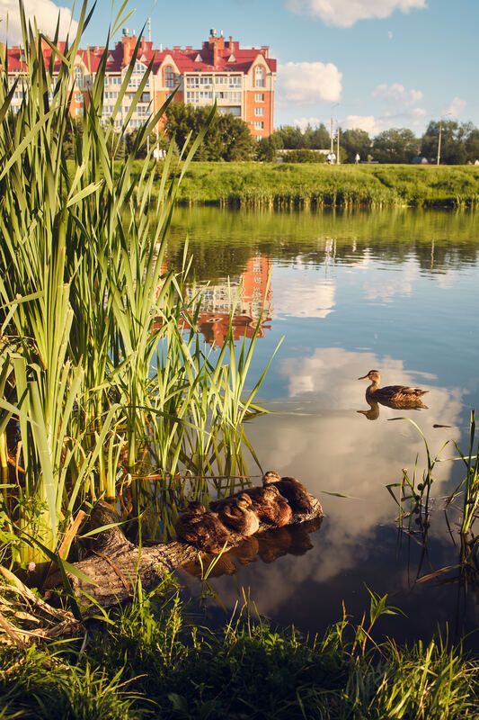 Мама бдит фото превью