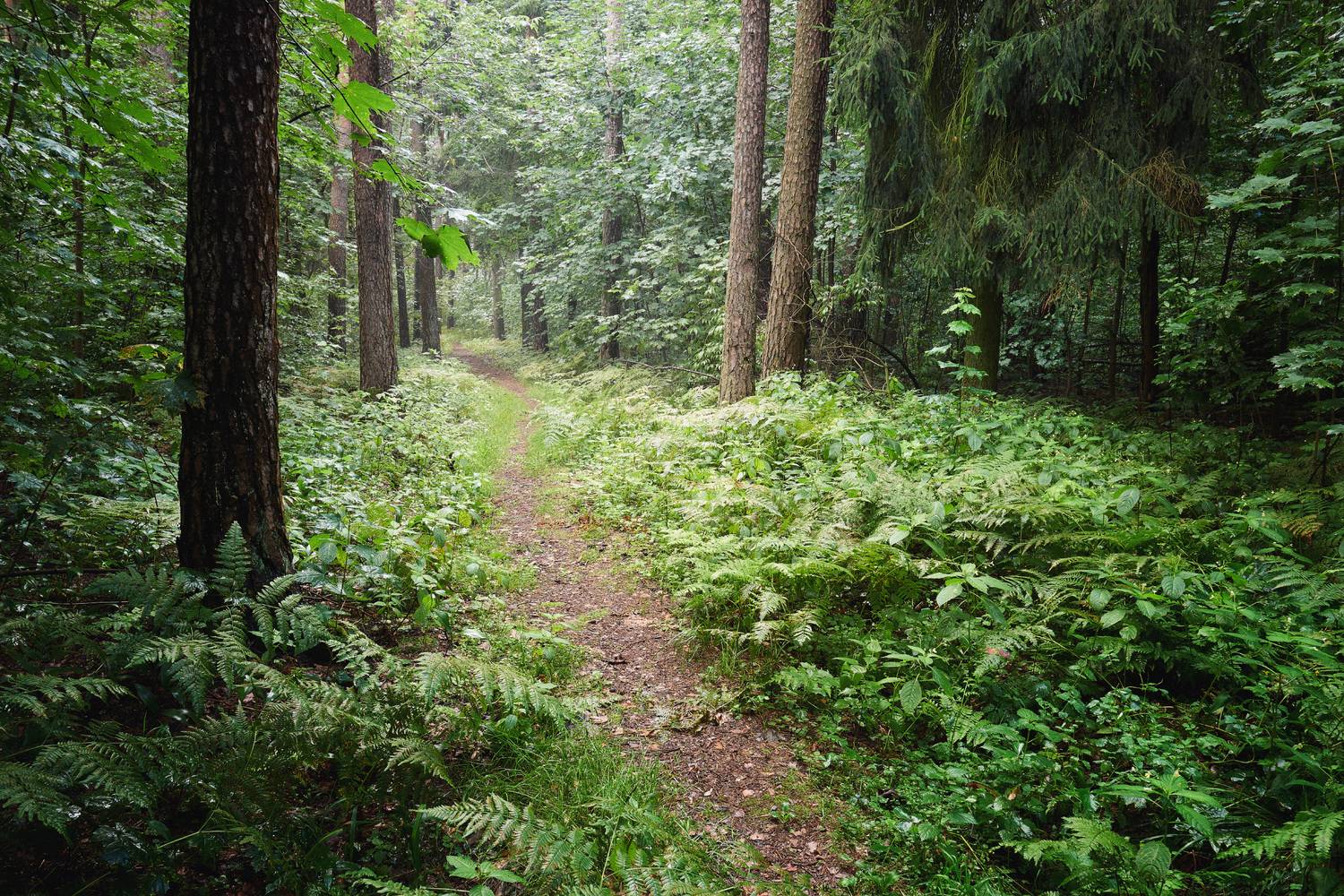 лес, деревья, листва, свет, Валерий Вождаев