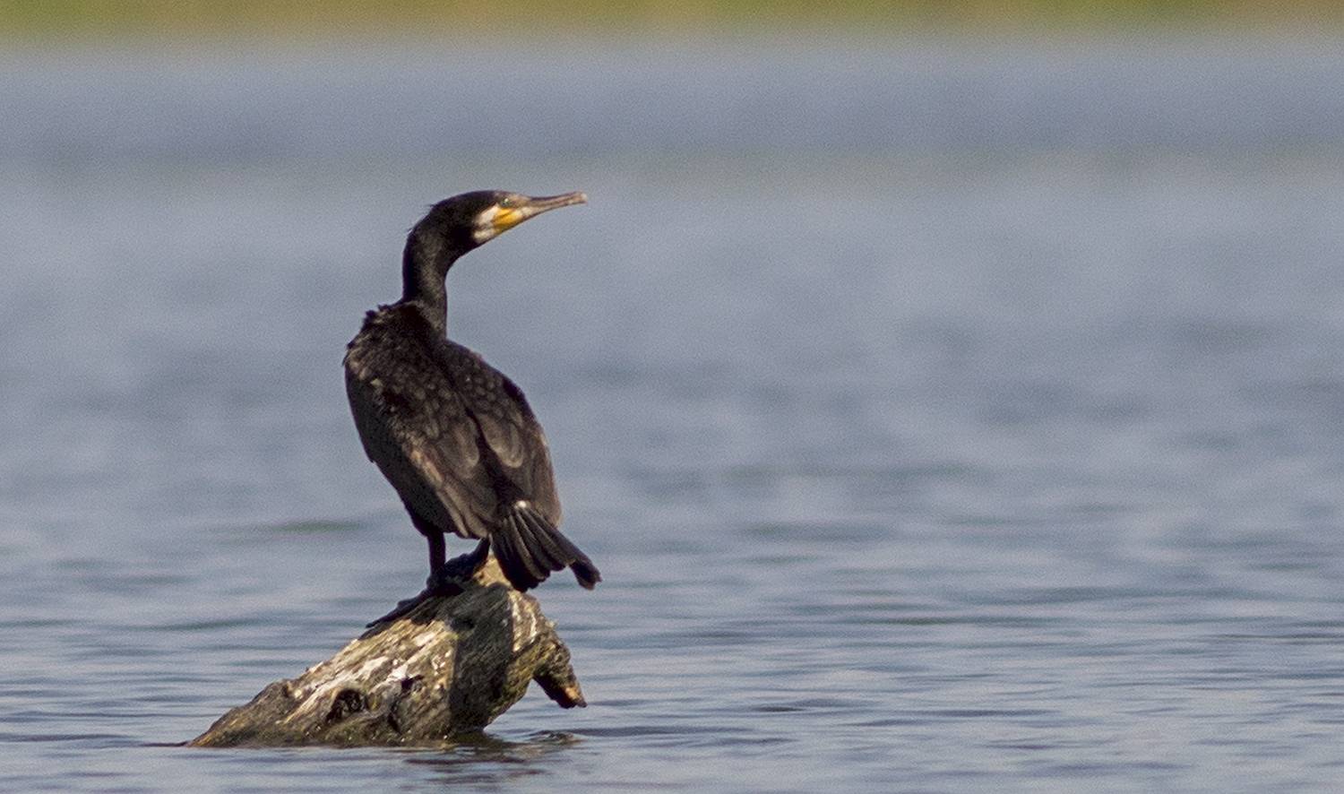, Руслан Соколов