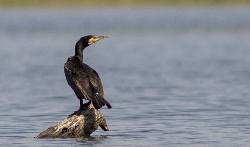 Баклан. фото превью