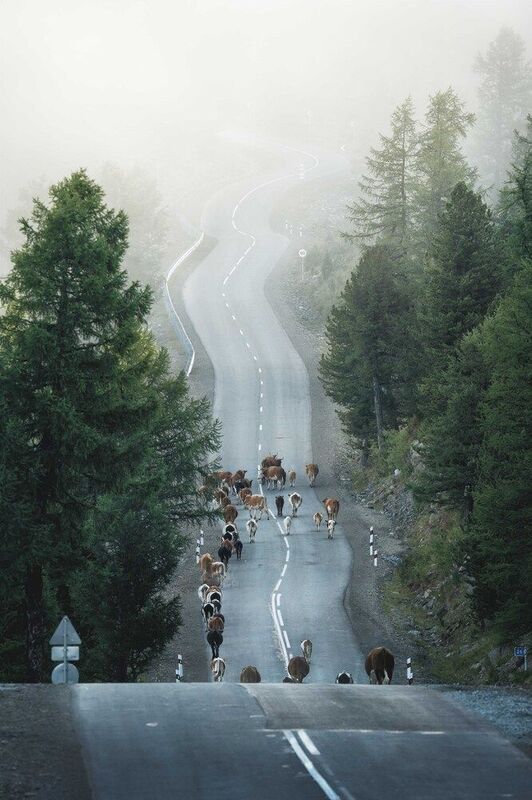 Стадо уходит в небо…  The herd goes to the sky... фото превью