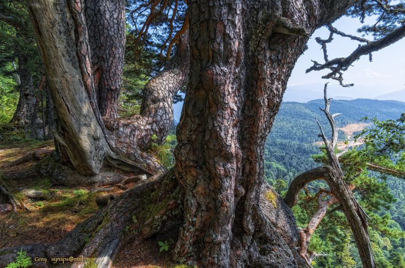 сосны патриарх горы лагонаки лес Хранители фото превью