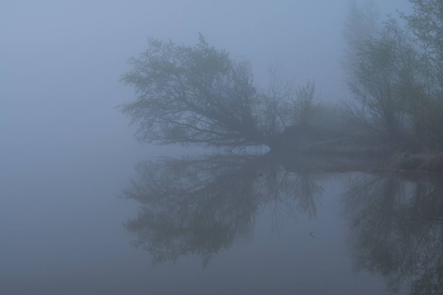 , Алексей Проняхин