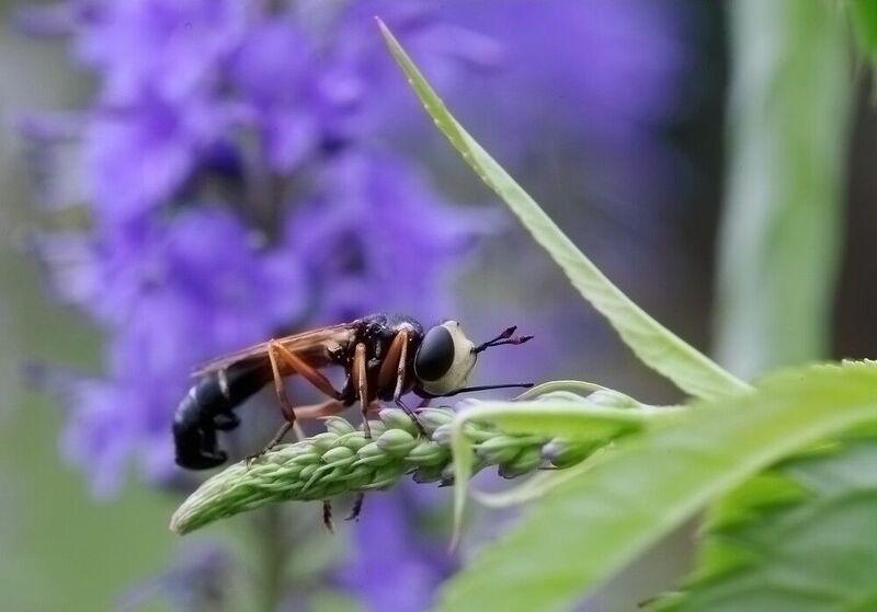 Мушка лето цветы Мушка фото превью