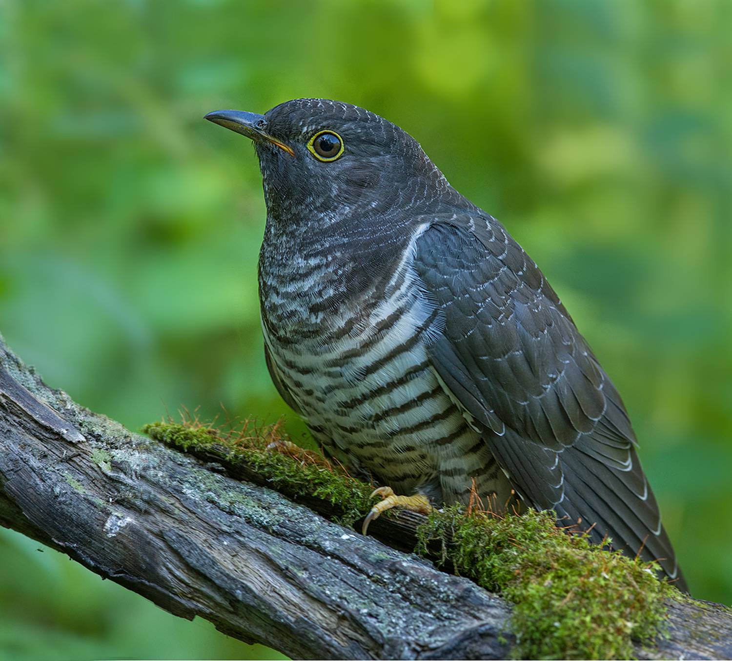 кукушка,молодая,сидит,август, Иван