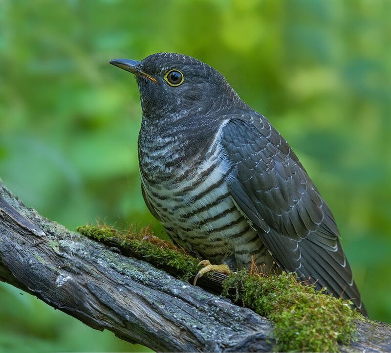 кукушка,молодая,сидит,август Портрет молодой кукушки фото превью