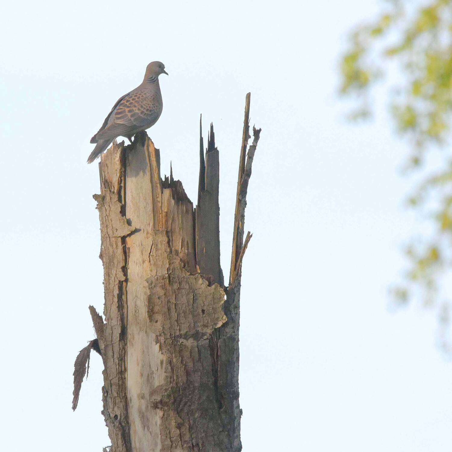 , Белоусов Михаил