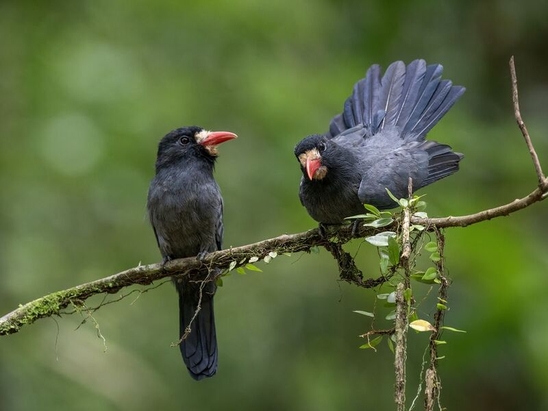 White-fronted Nunbird фото превью