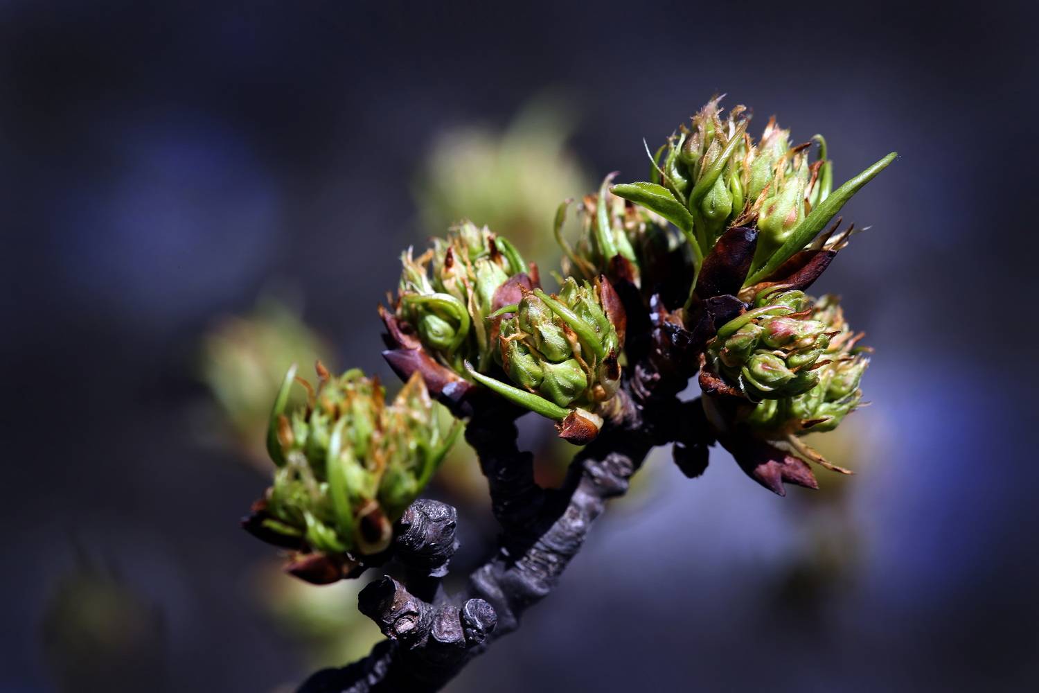 , Бибичков Михаил