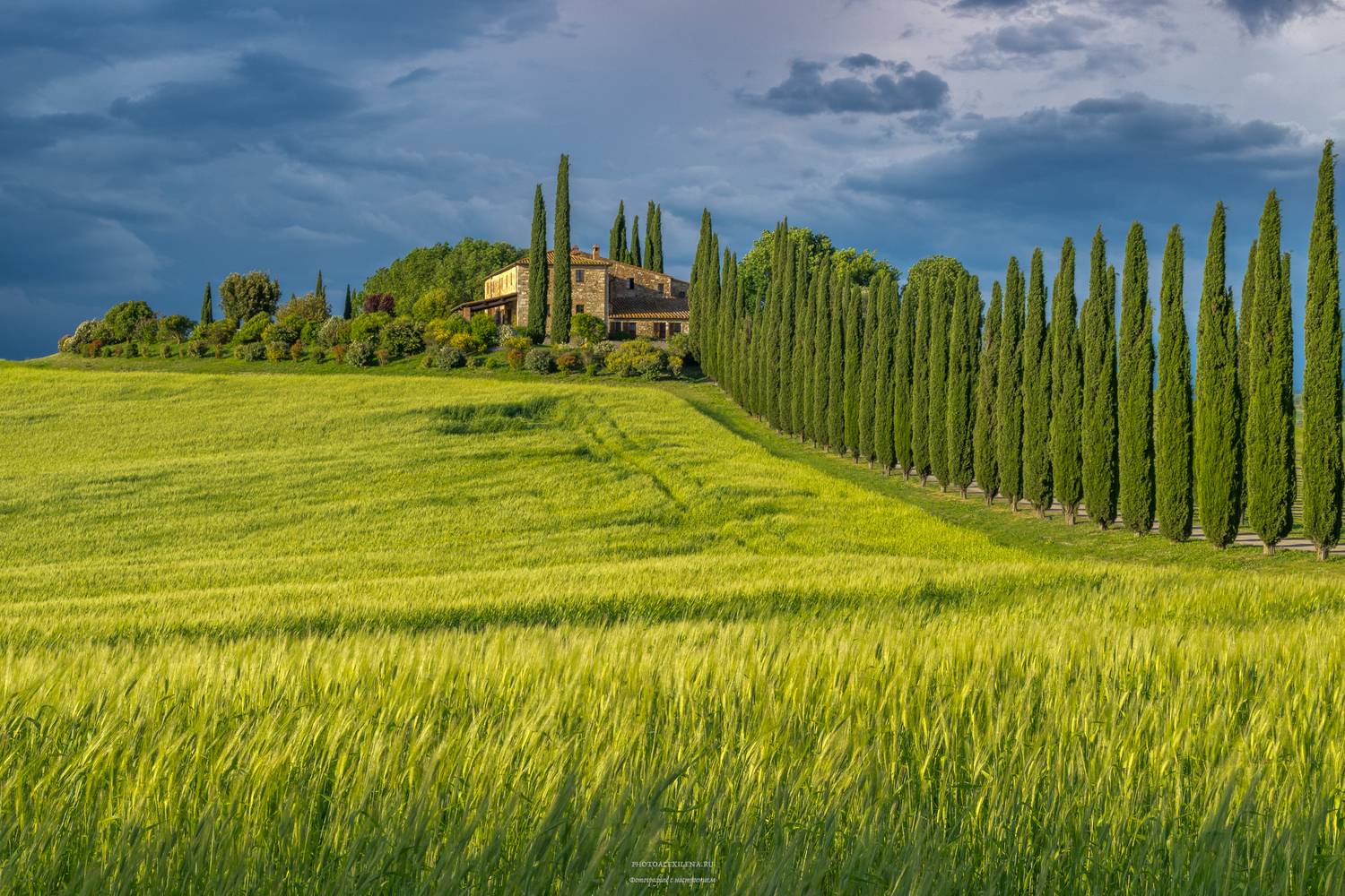 Италия, Тоскана, пейзаж, кипарисы, Александр Константинов