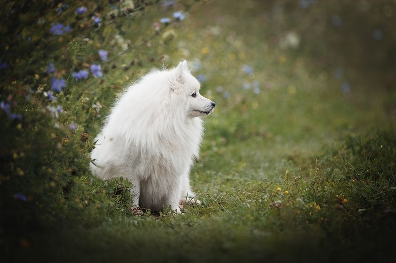 ОБлачко фото превью