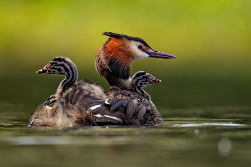 чомга, птенцы, птицы, поганка, большая поганка  фото превью
