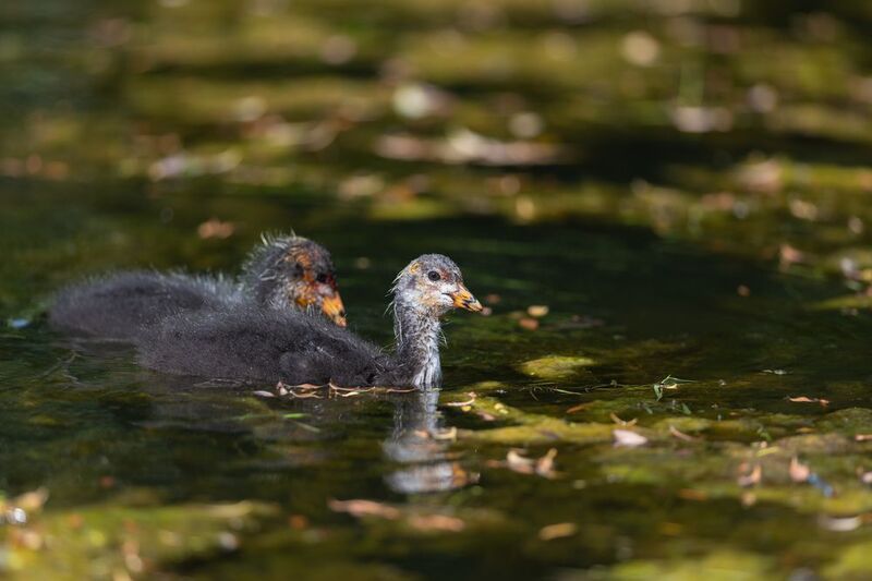 лысуха, птица, птицы, лето, лес, природа, фотоохота, санкт-петербург, петербург, спб Лысушата фото превью