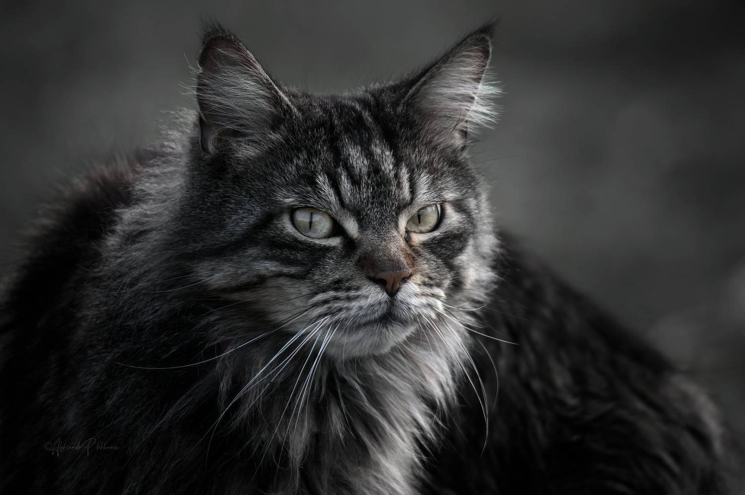 , Плеханов Александр