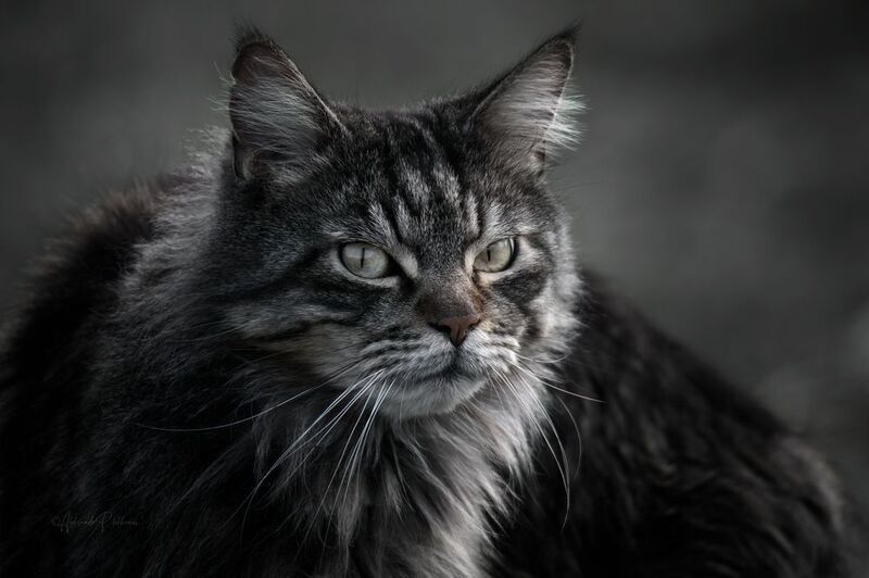 Яша вернулся! фото превью