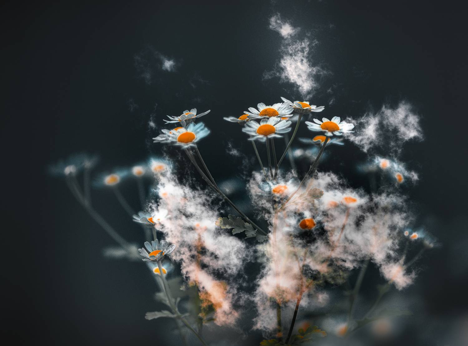 мультиэкспозиция, Неля Рачкова