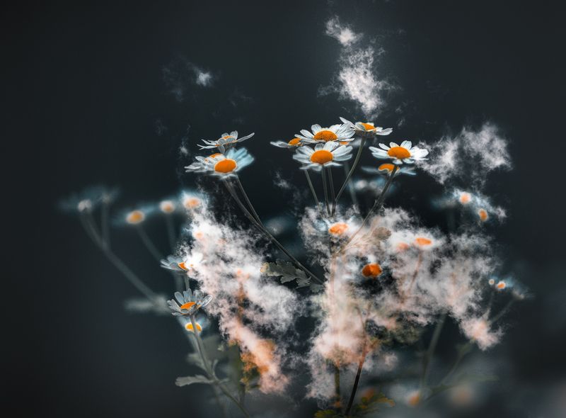 Сон в летнюю ночь фото превью