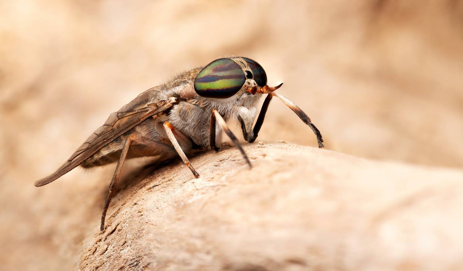 макрофото, макрофотографии, фотомакро, насекомые, макромир, макрофотограф, макроаддикт, макро_мир, naturelovers, naturelover, naturephotography, macrolove, macro_love, biodiversity, macrophotography, macro, macronature, entomology, arthropods, arthropod, ,  Stephane