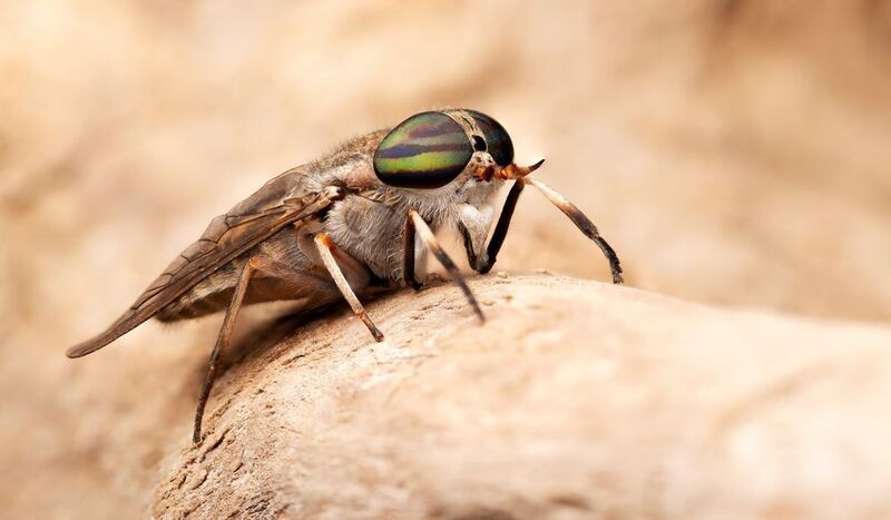 макрофото, макрофотографии, фотомакро, насекомые, макромир, макрофотограф, макроаддикт, макро_мир, naturelovers, naturelover, naturephotography, macrolove, macro_love, biodiversity, macrophotography, macro, macronature, entomology, arthropods, arthropod,  Horsefly фото превью