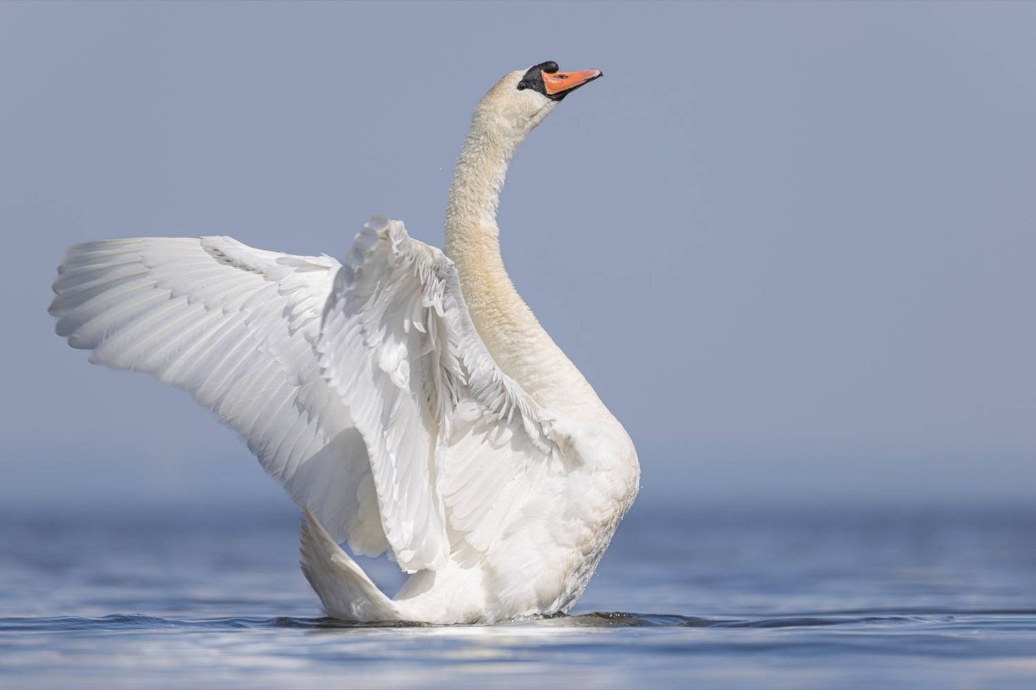 шипун, лебедь, лебедь шипун, лебедь-шипун, финский залив, Руслан Pl