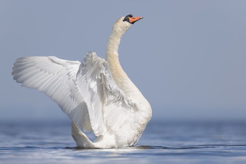 шипун, лебедь, лебедь шипун, лебедь-шипун, финский залив  фото превью
