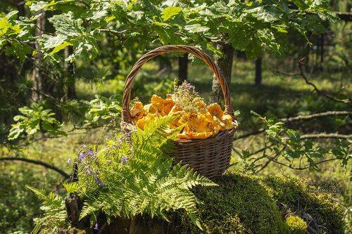 В лес за лисичками