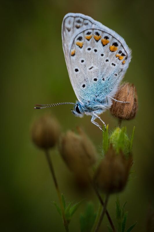 Светлым пятнышком.... фото превью