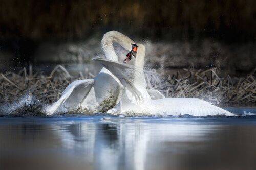 Битва лебедей