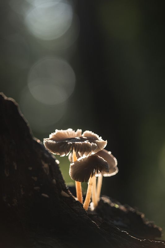 В тёмном лесу фото превью