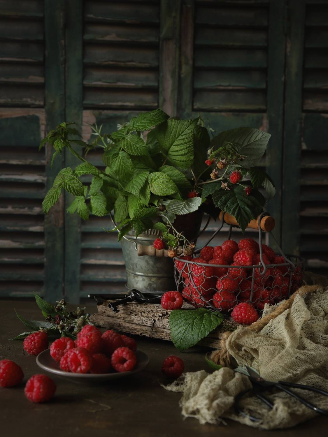 , Angelica Medvedeva