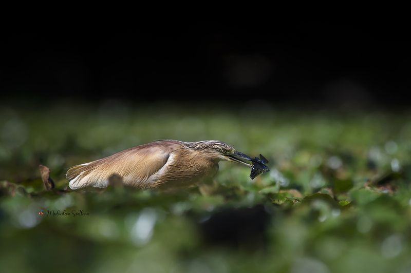 Ловись рыбка. фото превью