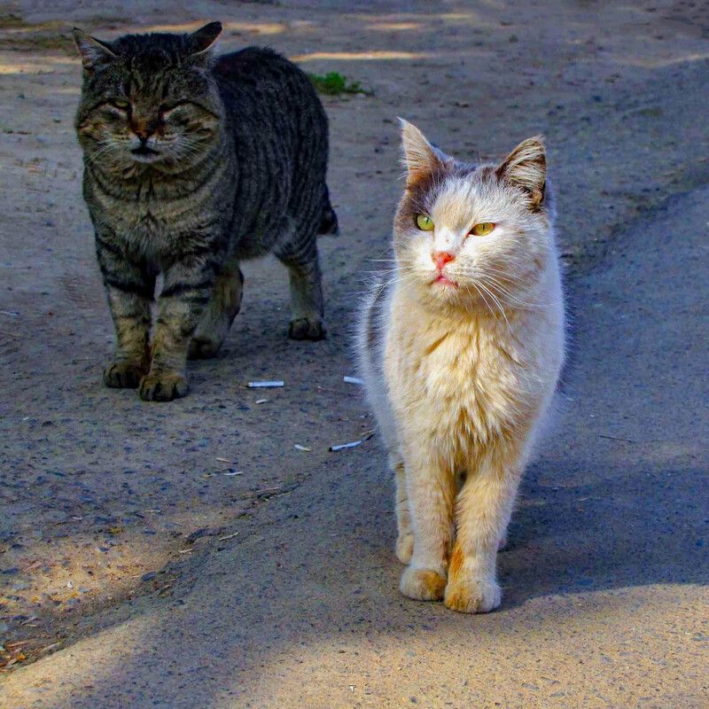 Парни с района фото превью