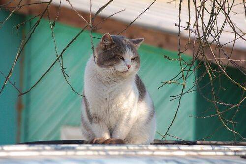 Таити... Нас и здесь неплохо кормят!