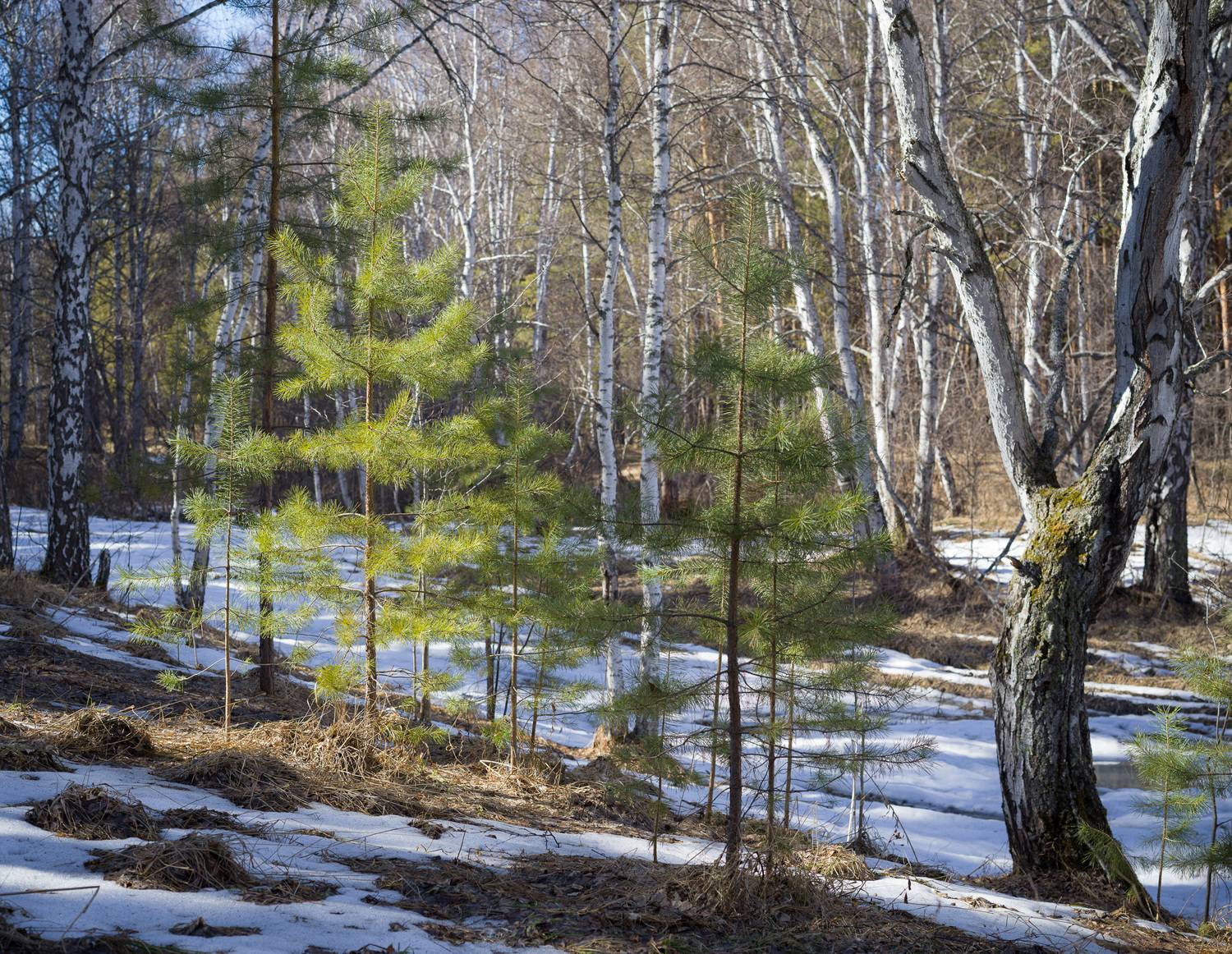 , Шустиков Дмитрий