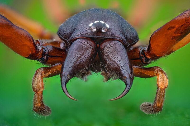 ceclii, macro  фото превью