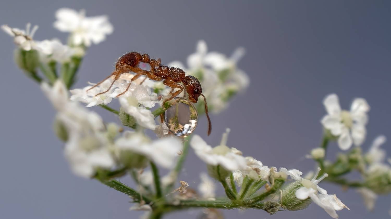 , Людмила Железнова