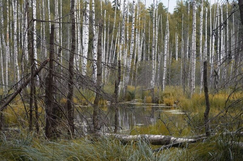 На болотах..... фото превью