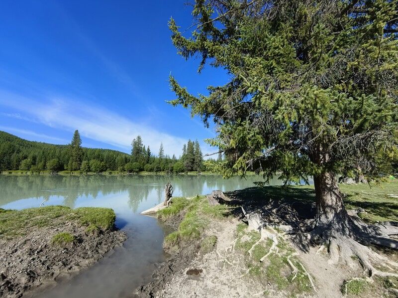 природа,алтай.река аргут,деревья,лиственница Старая лиственница фото превью