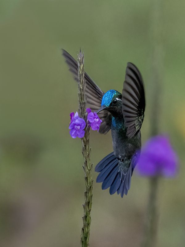 Purple-throated Mountain-gem фото превью