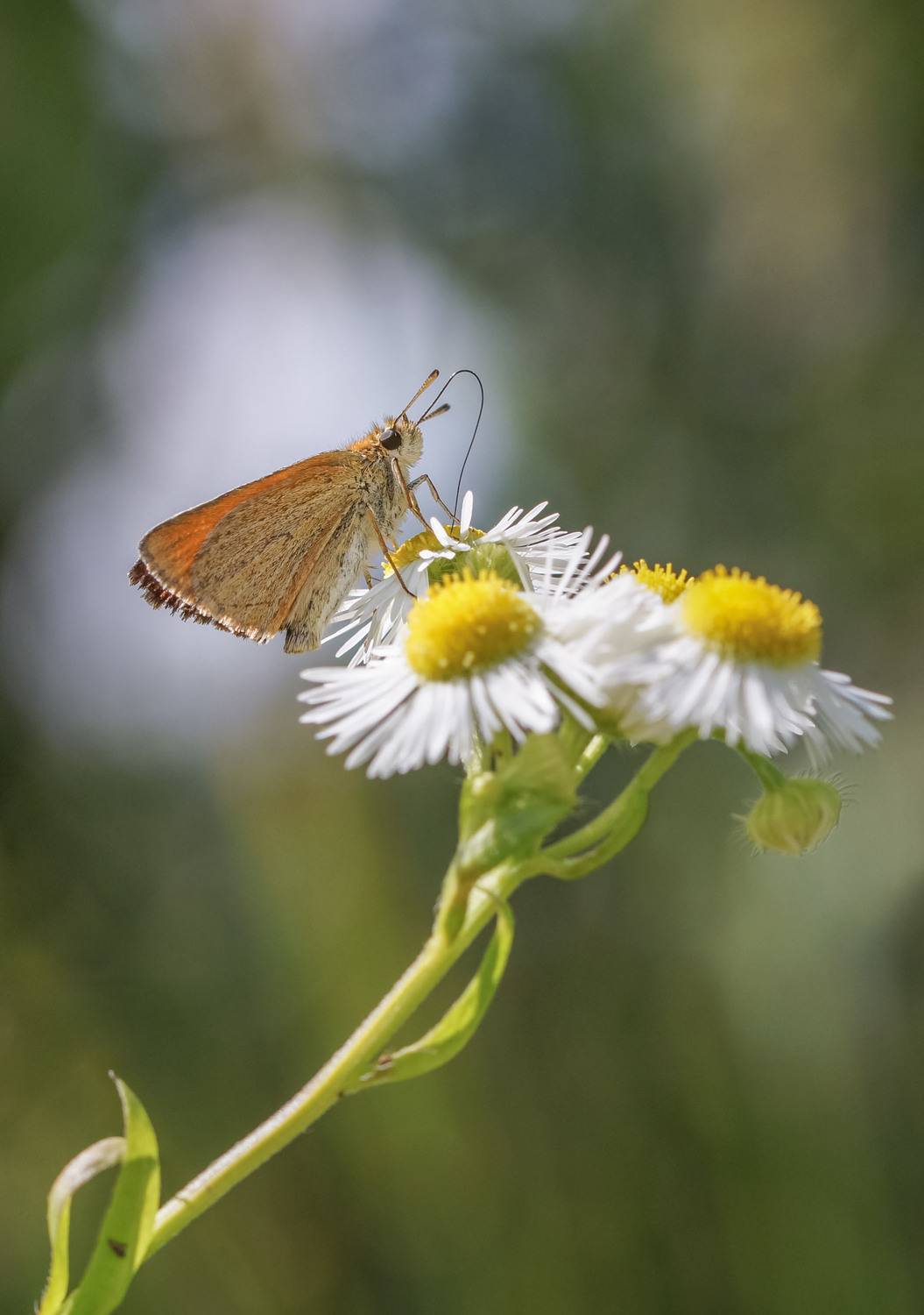 , Чепленко Алексей