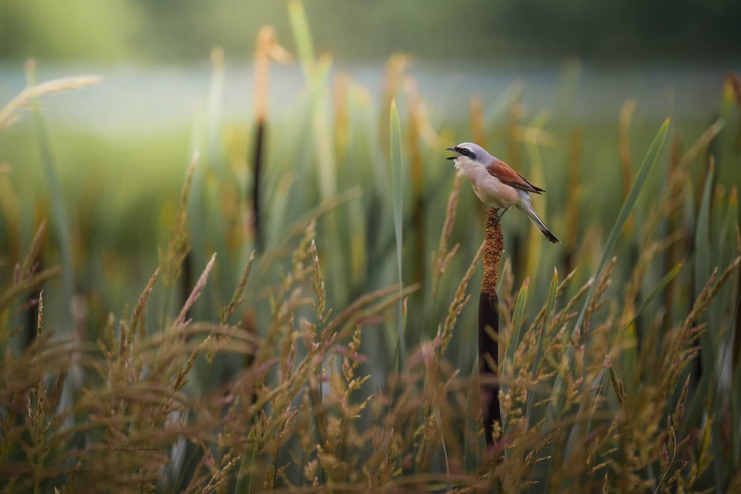 природа, лес, поля, огороды, животные, птицы, макро, Дмитрий Посевич