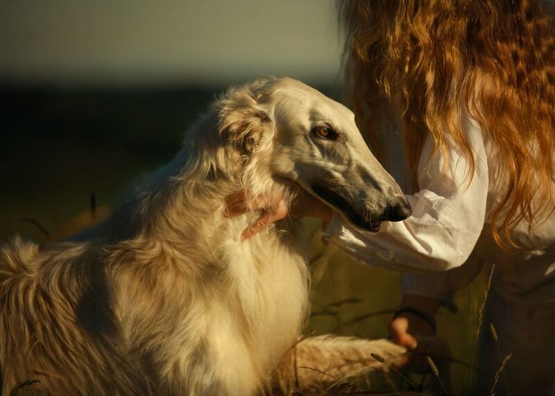 Borzoi фото превью