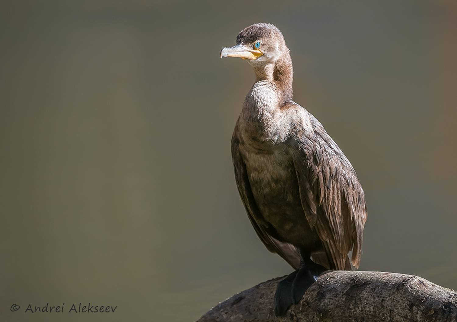 , Андрей Алексеев