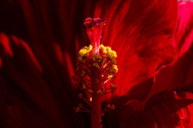 южная америка, чили, chile, тихий океан, полинезия, океания, polynesia, оceania, остров пасхи, easter island, рапануи, rapanui, pacific ocean, вулкан, вулканический остров, вулканический туф, базальт, моаи, moai, григорий беденко, grigoriy bedenko, Остров Пасхи (Рапануи)  часть 2 фото превью