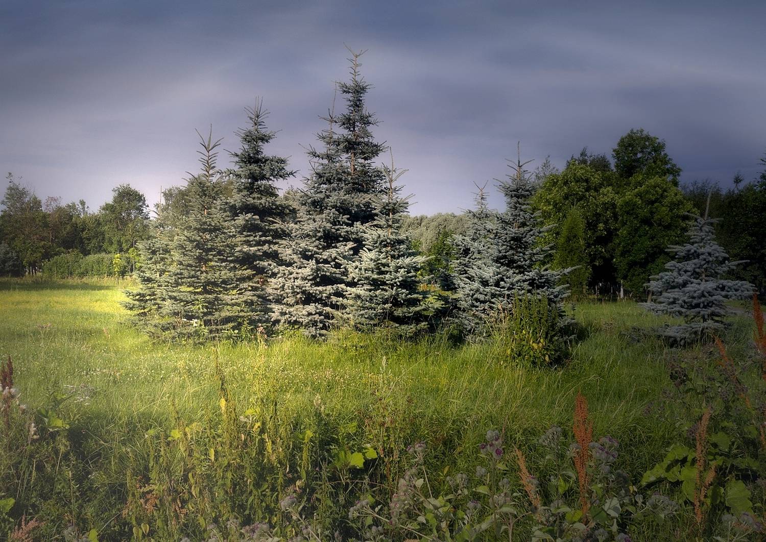 пейзаж, природа, лето, ёлки, небо, светотени, DX