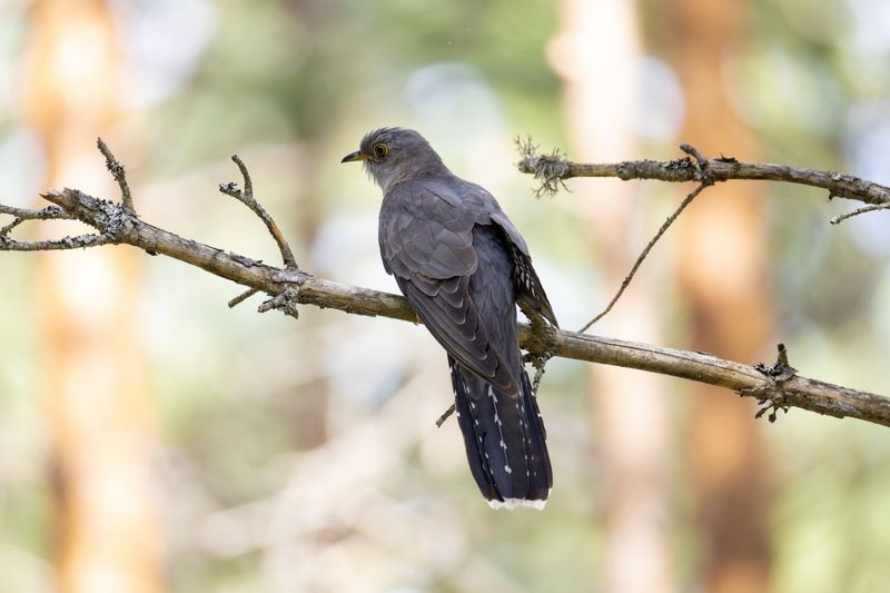 кукушка, птицы Кукушка фото превью