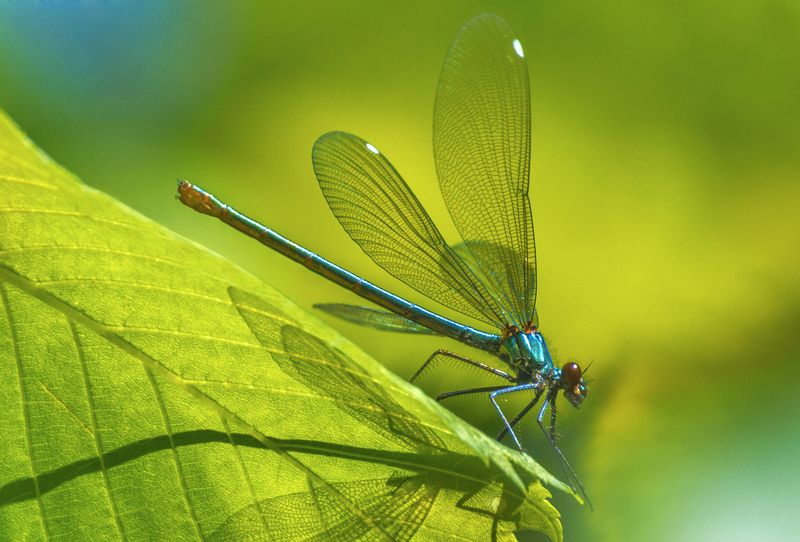 Стрекозка. фото превью