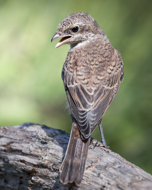 Сорокопут-жулан (Lanius collurio)  фото превью