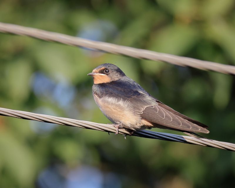 Деревенская ласточка фото превью